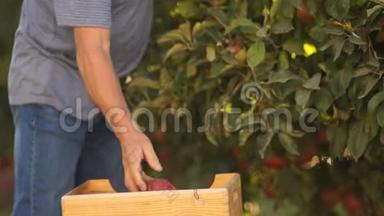 特写，半身，双手.. 一位<strong>年迈</strong>的农夫从一棵树上成熟的红苹果，把它们放进木箱里